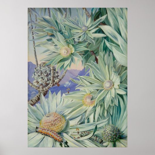 Royal Botanic Garden van Marianne North Poster (Voorkant)