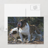 Royal Bulldogs Post-kaart Briefkaart (Voorkant / Achterkant)
