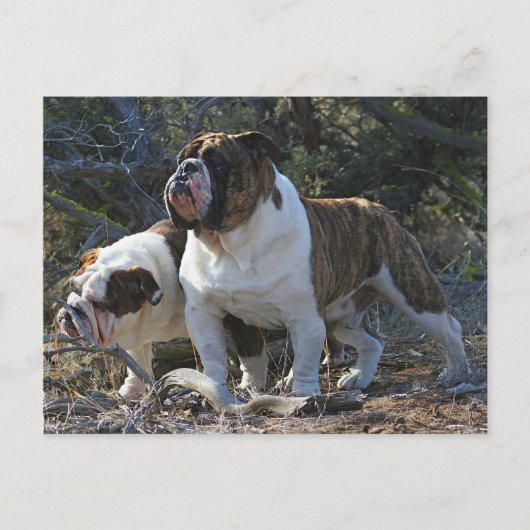 Royal Bulldogs Post-kaart Briefkaart (Voorkant)