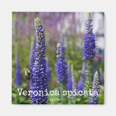 'Royal Candles' Speedwell Botanische Magneet (Voorkant)