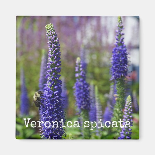 'Royal Candles' Speedwell Botanische Magneet (Voorkant)