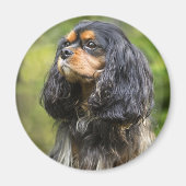 Royal Cavalier King Charles Spaniel Magneet (Voorkant)