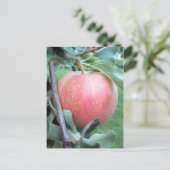 Royal Gala Apple Briefkaart (Staand voorkant)