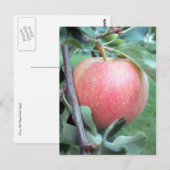 Royal Gala Apple Briefkaart (Voorkant / Achterkant)