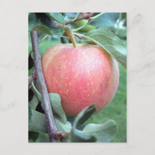 Royal Gala Apple Briefkaart