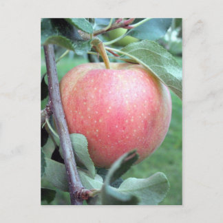 Royal Gala Apple Briefkaart