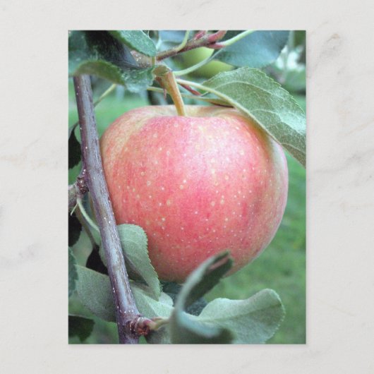 Royal Gala Apple Briefkaart (Voorkant)