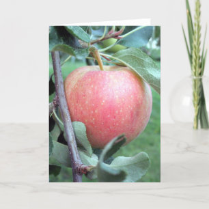 Royal Gala Apple Kaart