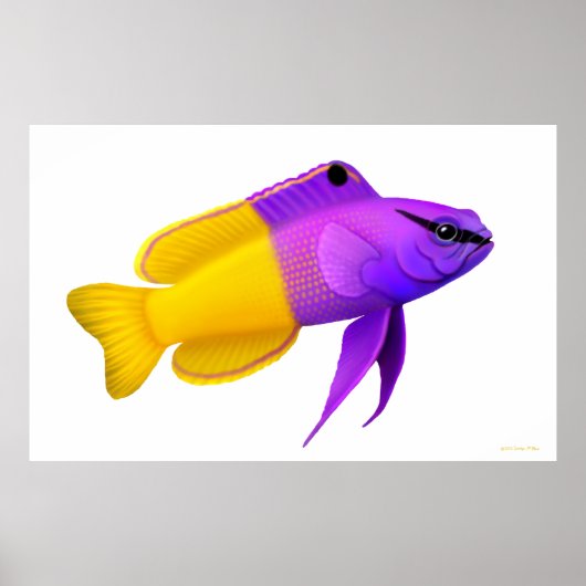 Royal Gramma Coral Reef Fish Poster (Voorkant)