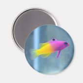 Royal Gramma Foto Magneet (Voorkant / Achterkant)