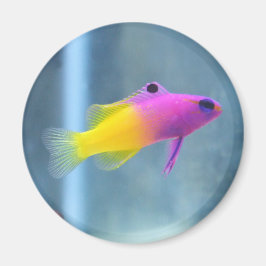 Royal Gramma Foto Magneet