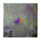 Royal Gramma Tegeltje (Voorkant)