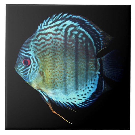 Royal Green Discus Tegeltje (Voorkant)