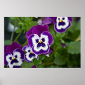 Royal Paars and White Matrix Pansy Poster (Voorkant)