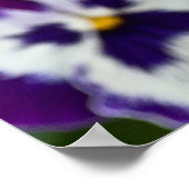 Royal Paars and White Matrix Pansy Poster (Hoek)