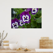 Royal Paars and White Matrix Pansy Poster (Keuken)