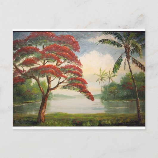 Royal Poinciana (flamboyante boom) Briefkaart (Voorkant)