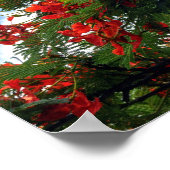 Royal Poinciana Flowering Tree Print (Hoek)