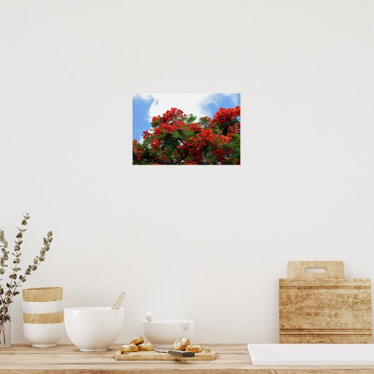 Royal Poinciana Flowering Tree Print (Keuken)