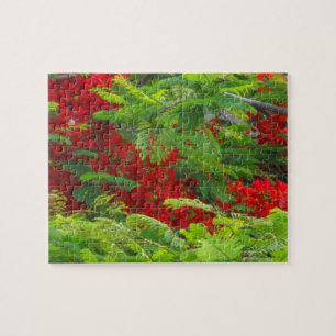 Royal Poinciana Legpuzzel