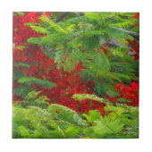 Royal Poinciana Tegeltje (Voorkant)