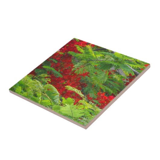 Royal Poinciana Tegeltje (Zijkant)