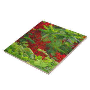 Royal Poinciana Tegeltje