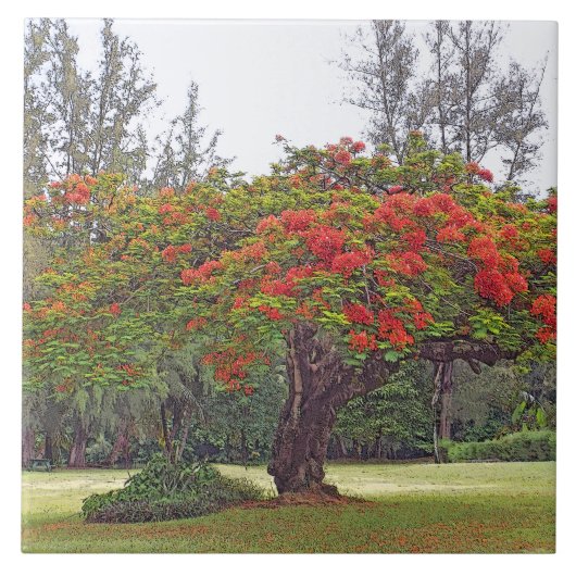 "ROYAL POINCIANA TREE"/KERAMISCHE TEGEL/TRIVET TEGELTJE (Voorkant)