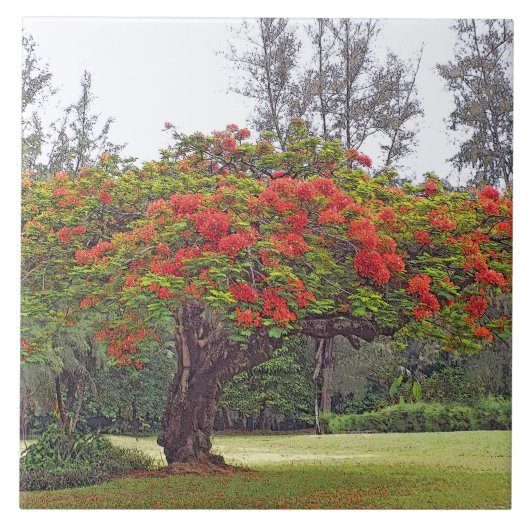 "ROYAL POINCIANA TREE"/RODE BLOESEMS TEGELTJE (Voorkant)