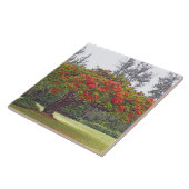 "ROYAL POINCIANA TREE"/RODE BLOESEMS TEGELTJE (Zijkant)