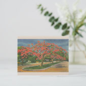  Royal Poinciana Trees Miami Florida Briefkaart (Staand voorkant)
