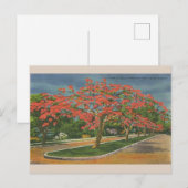  Royal Poinciana Trees Miami Florida Briefkaart (Voorkant / Achterkant)