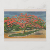  Royal Poinciana Trees Miami Florida Briefkaart (Voorkant)