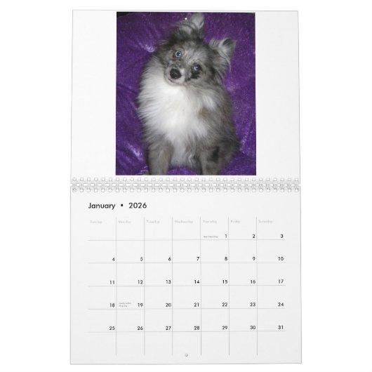 Royal Pomeranians Kalender (Jan 2026)
