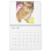 Royal Pomeranians Kalender (Mar 2027)