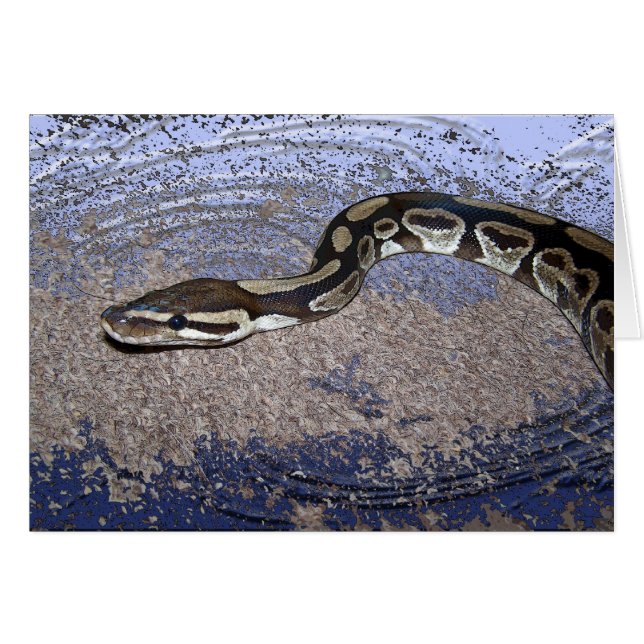Royal Python of Ball Python (Voorkant Horizontaal)