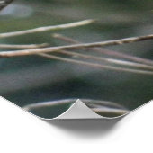 Royal Red Cardinaal 24x24 Poster (Hoek)