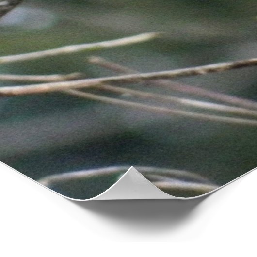 Royal Red Cardinaal 24x24 Poster (Hoek)