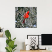 Royal Red Cardinaal 24x24 Poster (Thuiskantoor)