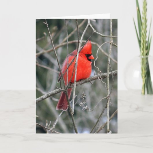 Royal Red Cardinal Wenskaart Kaart (Voorkant)