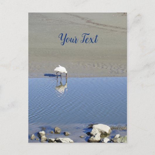 Royal Spoonbill Bird Custom Briefkaart (Voorkant)