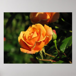 Royal Sunset Hybrid Tea Roos 016 Poster