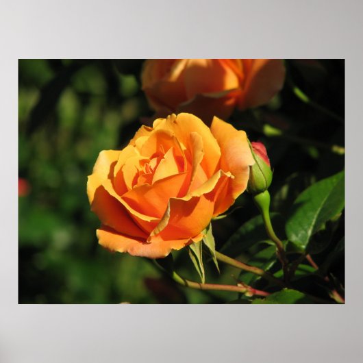 Royal Sunset Hybrid Tea Roos 016 Poster (Voorkant)