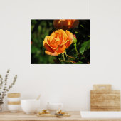 Royal Sunset Hybrid Tea Roos 016 Poster (Keuken)