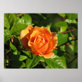 Royal Sunset Hybrid Tea Roos 018 Poster (Voorkant)