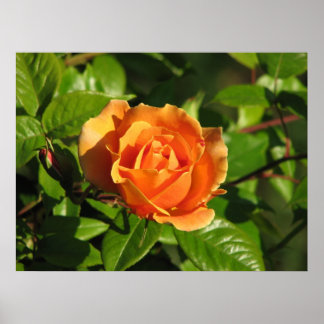 Royal Sunset Hybrid Tea Roos 018 Poster
