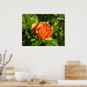 Royal Sunset Hybrid Tea Roos 018 Poster (Keuken)