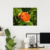 Royal Sunset Hybrid Tea Roos 018 Poster (Thuiskantoor)