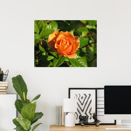 Royal Sunset Hybrid Tea Roos 018 Poster (Thuiskantoor)