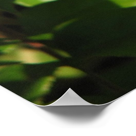 Royal Sunset Hybrid Tea Roos 018 Poster (Hoek)